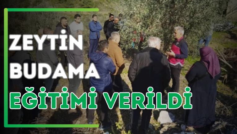 Zeytin Budama Eğitimi Verildi